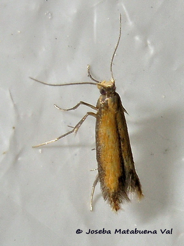 Micro da id.: Coptotriche marginea - Tischeriidae